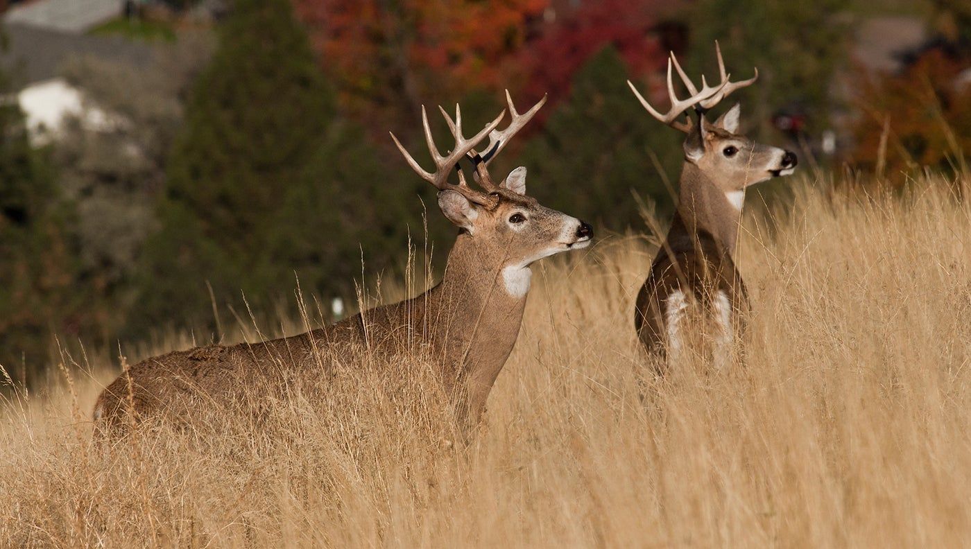 A pair of whitetail bucks in a field on tall tan grass with woods in background. 
