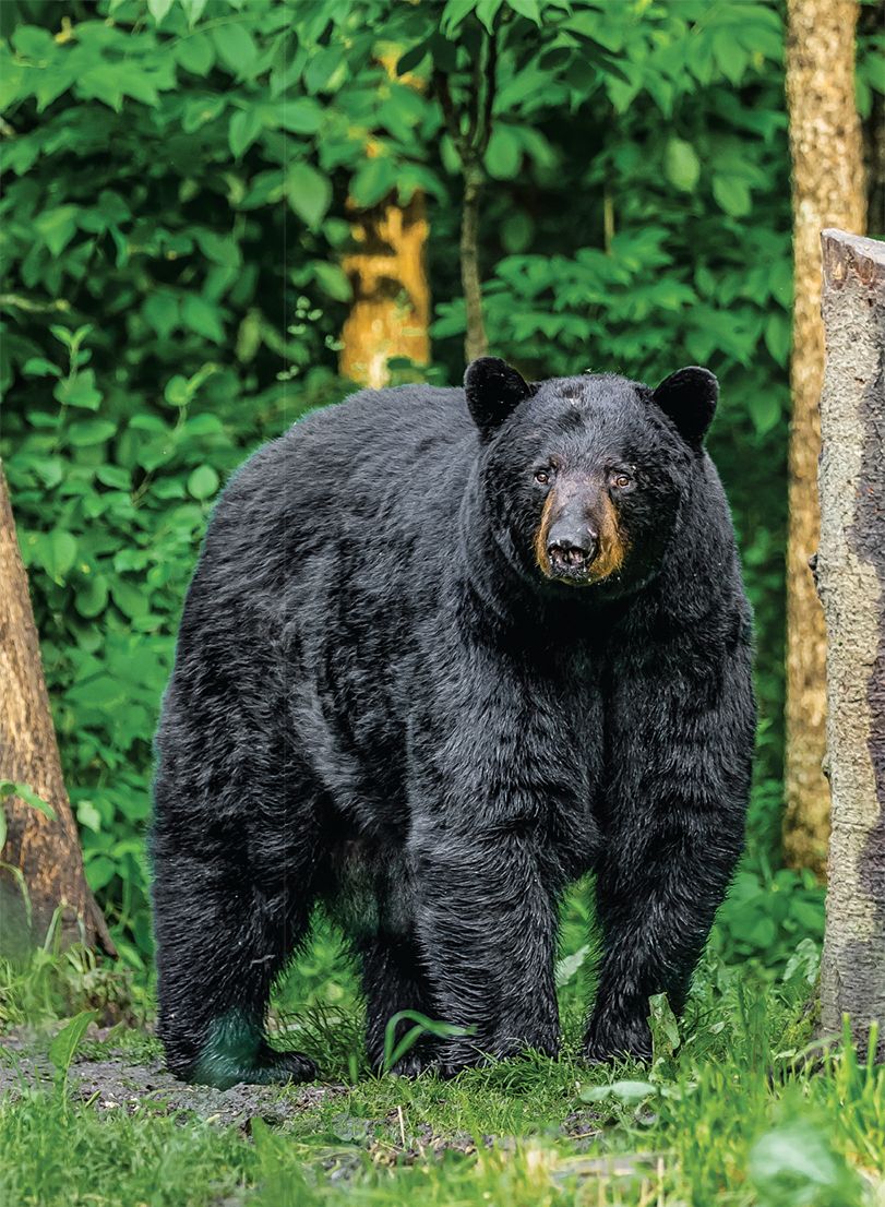 A big black bear moves through timber
