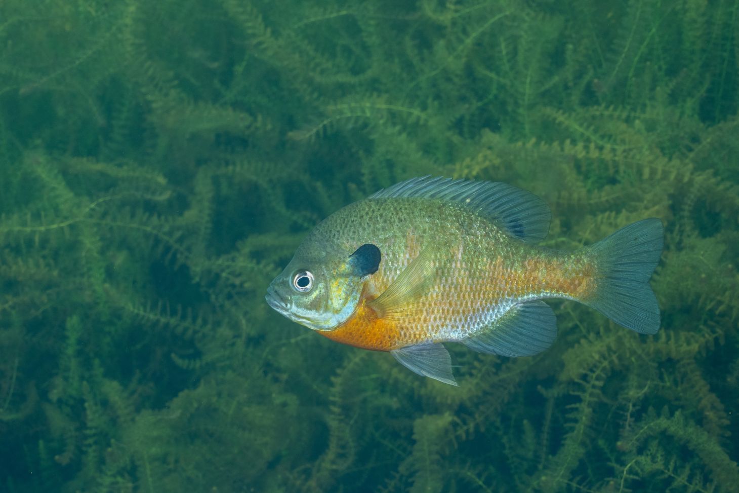 Bluegill swimming in the water