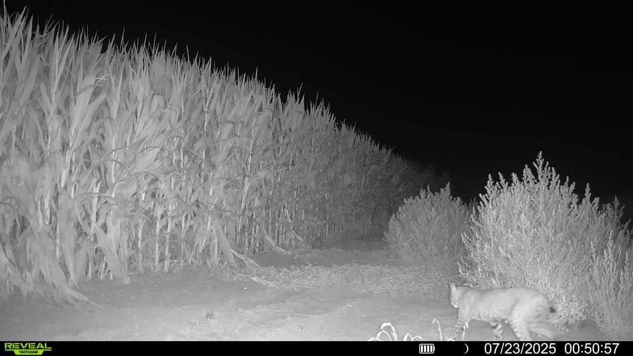 Bobcat on trail cam