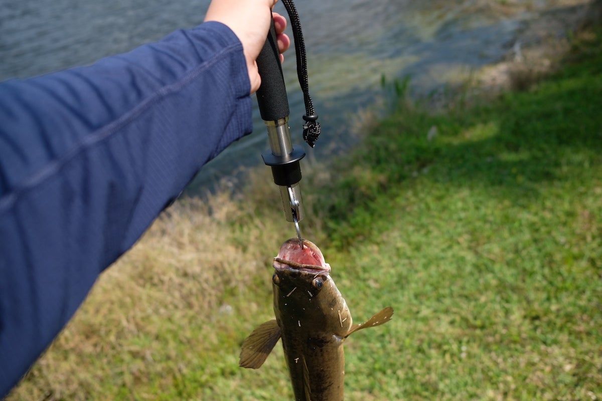 Angler using Boga Grip scale to weigh snakehead