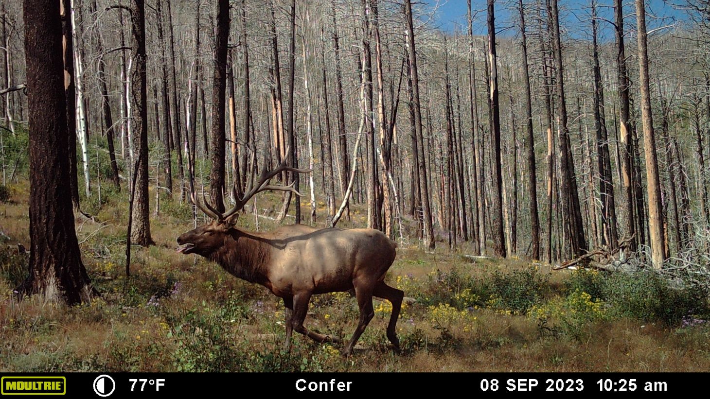 A trail camera photo of an elk trotting through the timber. 