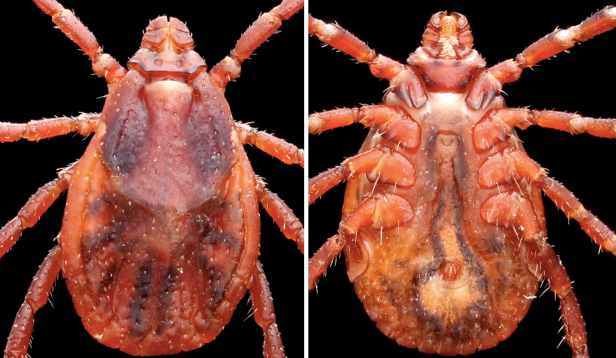 A female brown dog tick.