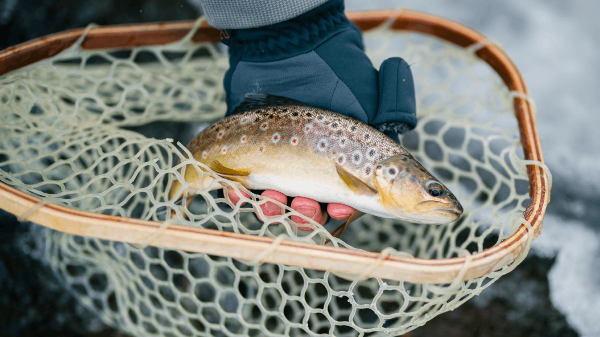 An angler lifts a brown trout from a net.