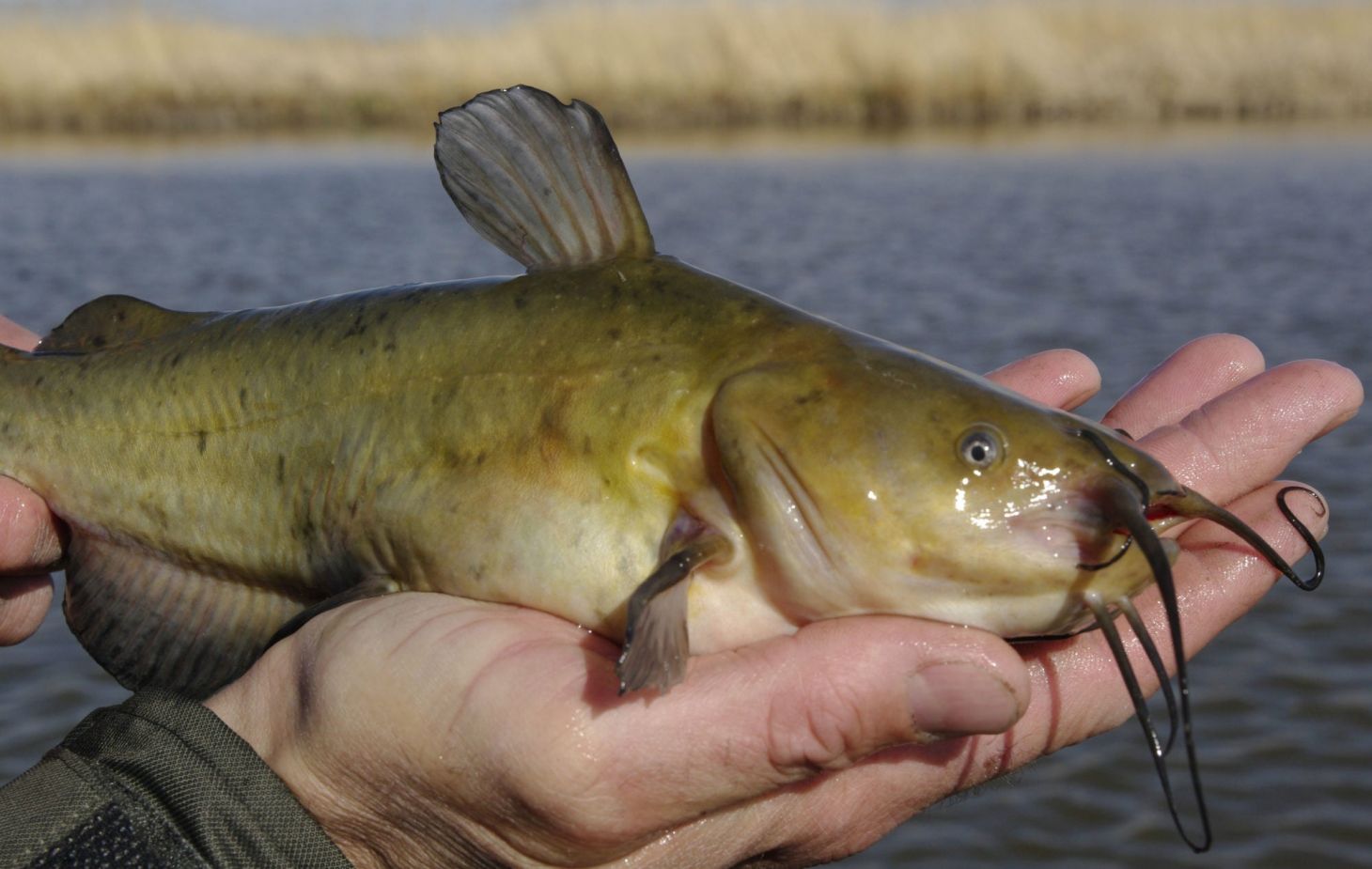 photo of a brown bullhead catfish