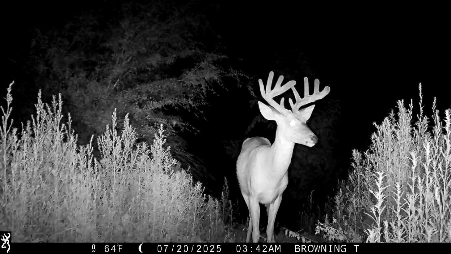 A nighttime trail camera photo of a young 10-point buck. 