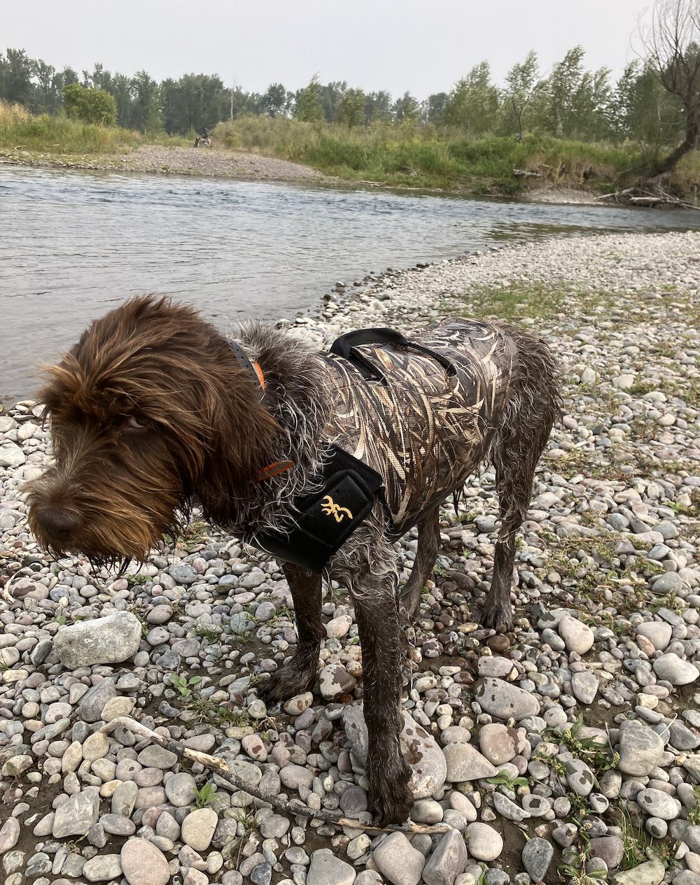 Hunting dog wearing Realtree Max 5 Browning Neoprene Vest