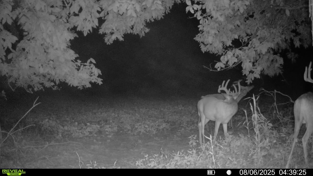 Trail cam photo of bucks
