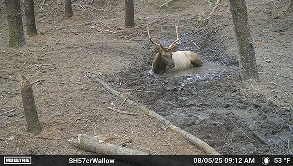 Elk bedding in a wallow