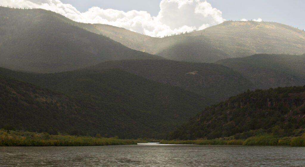green river brown trout