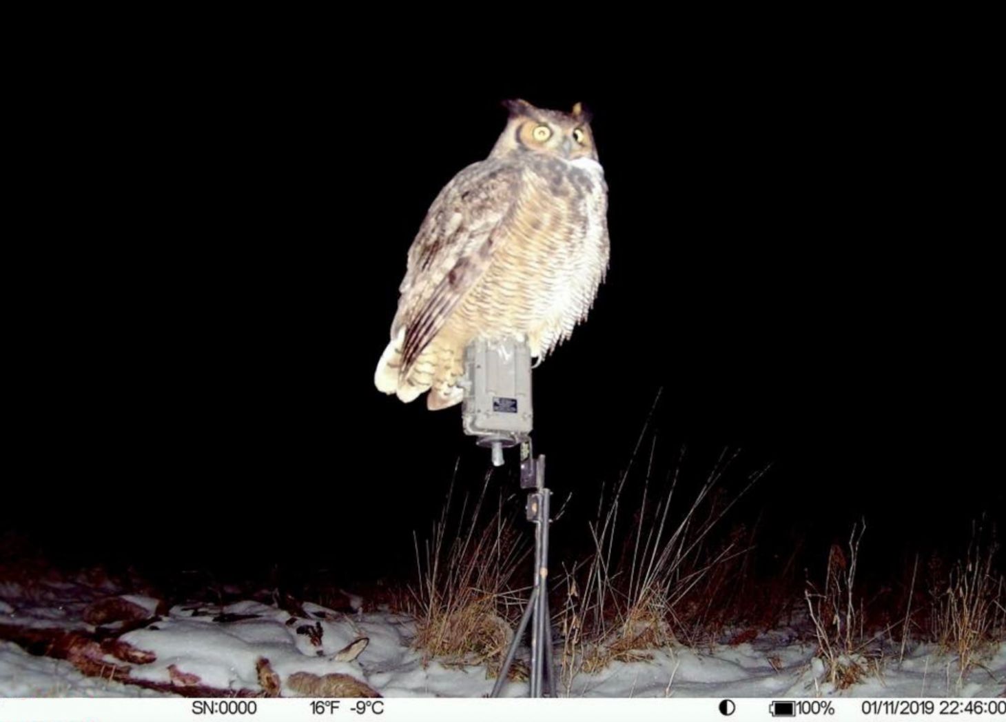 A trail camera photo of an owl perched on top of a trail camera.