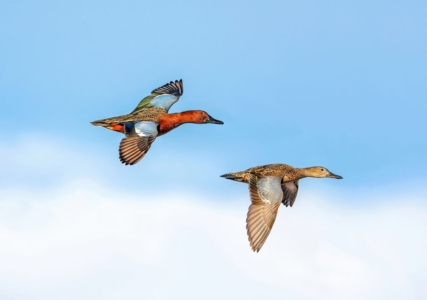 A drake and hen cinnamon teal in flight