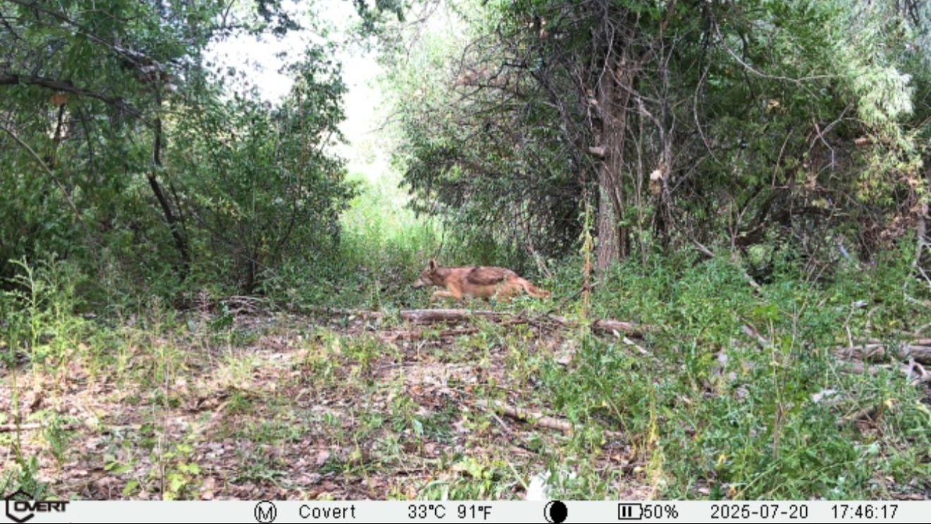 A trail camera photo of a running coyote. 