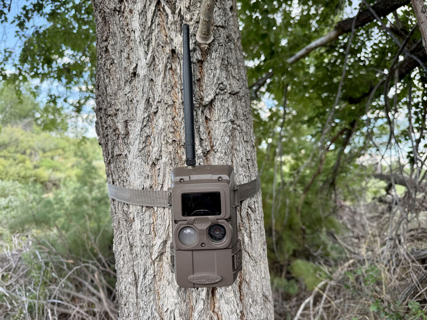 The new Cuddeback L-Series cell camera on a tree.