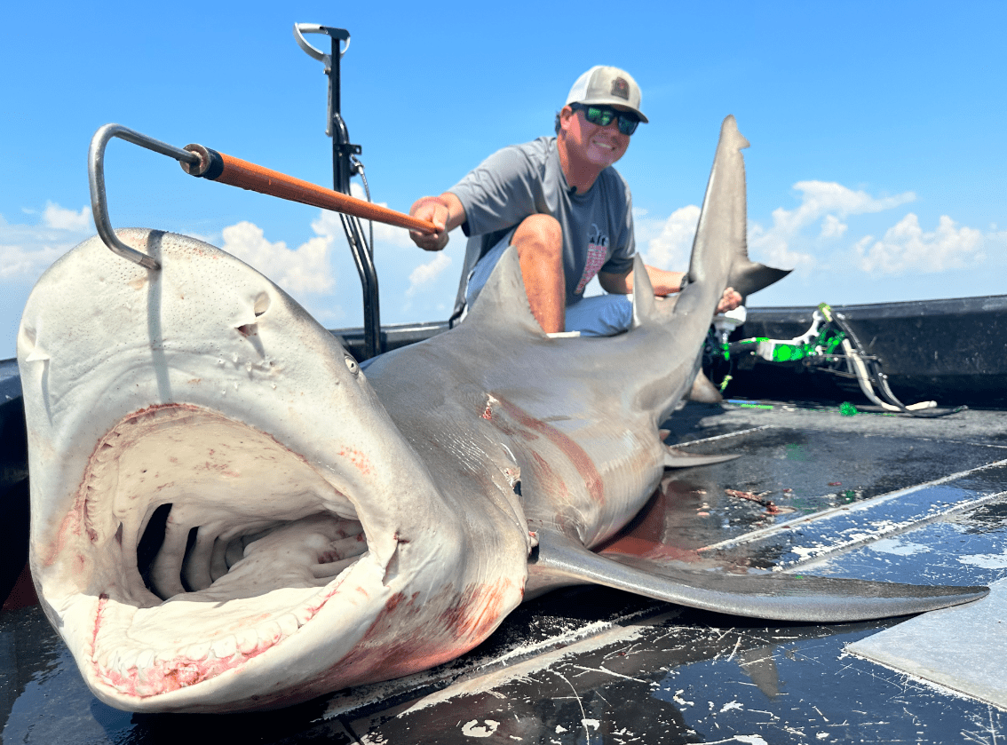 A bow fisherman poses with a record-breaking lemon shark. 