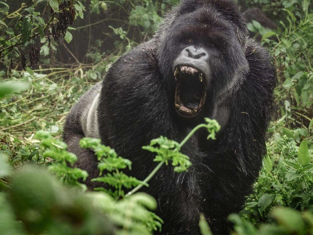 Angry gorilla roaring in the forest.