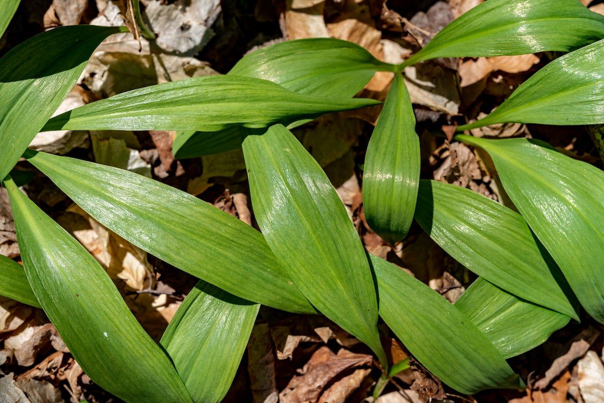 Ramp leaves growing.