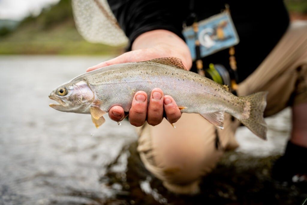 An angler shows off a nice rainbow from the Colorado River.