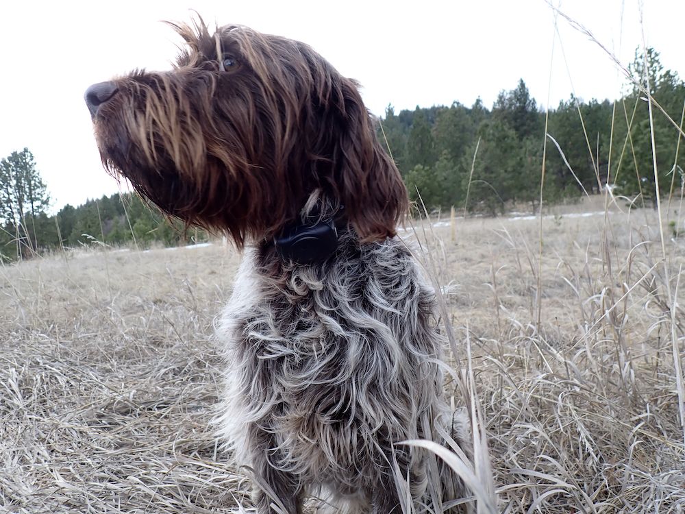 DT Systems DD700 E-Collar on hunting dog