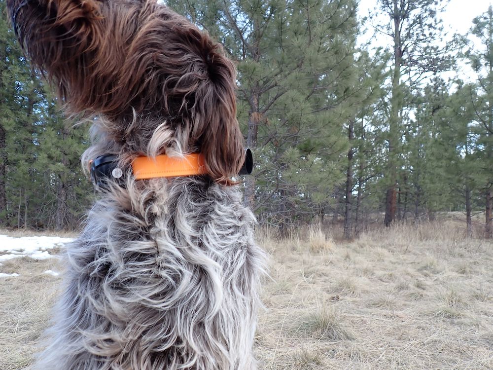 DT Systems SPR5300 Upland E-Collar on hunting dog during testing