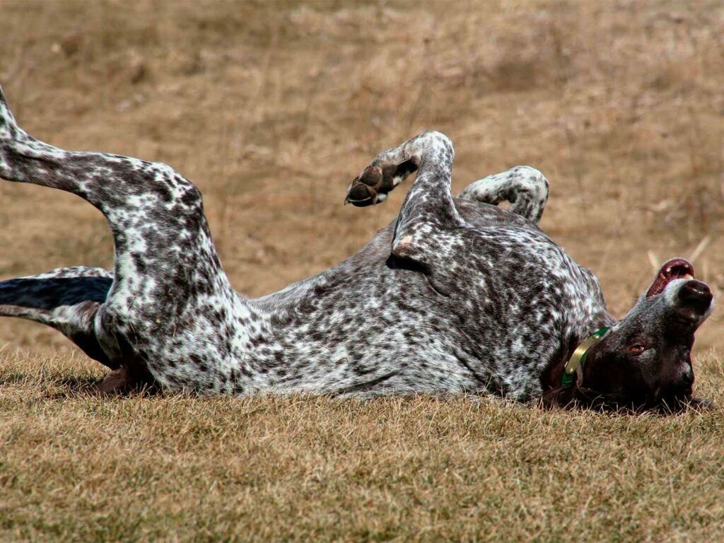 dog rolling in the grass