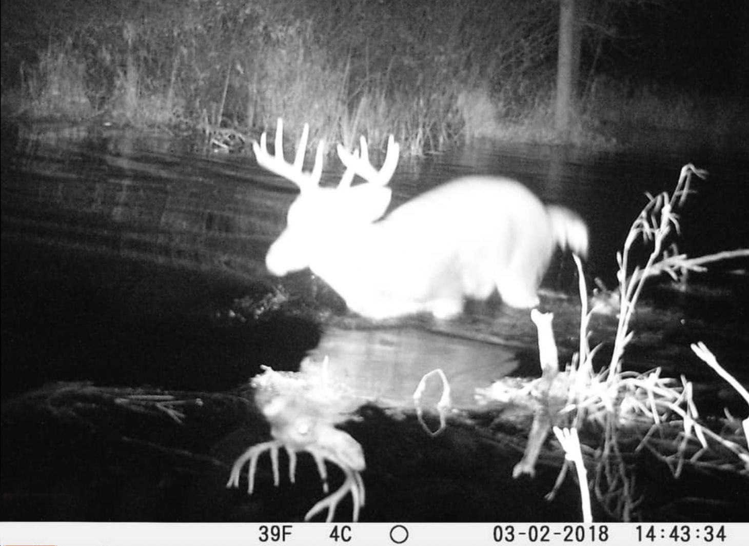 A trail camera photo of a buck crossing a creek at night.