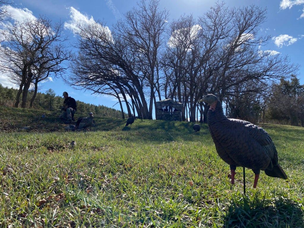 photo of turkey decoys