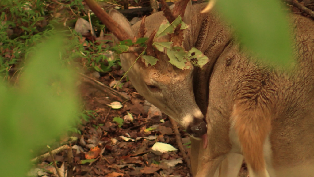 photo of a bedded whitetail deer grooming