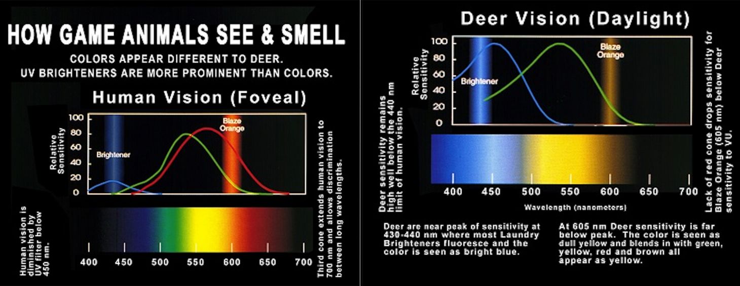 Chart showing human vision compared to deer vision.