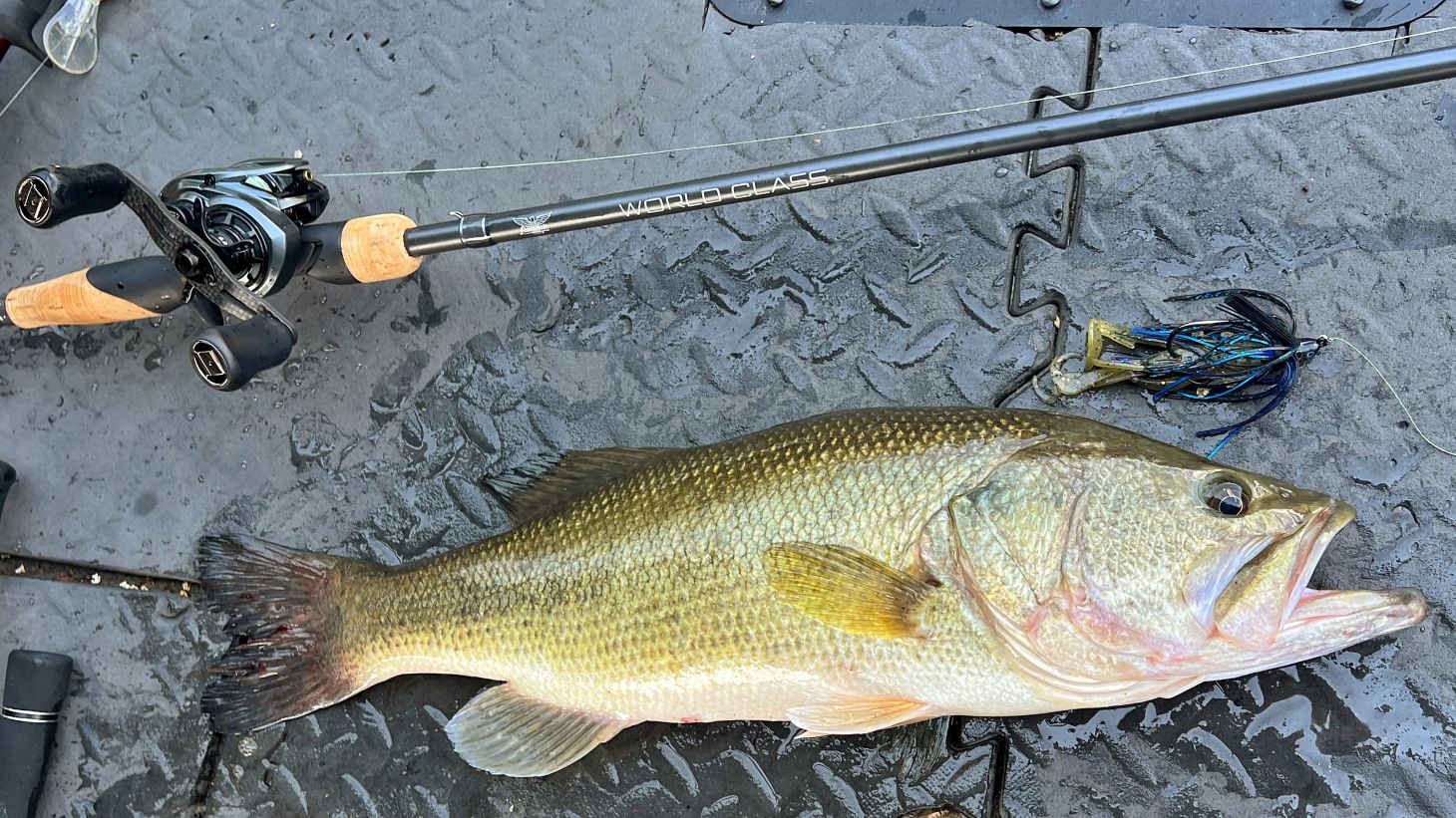 Largemouth bass on boat deck next to a swim jig