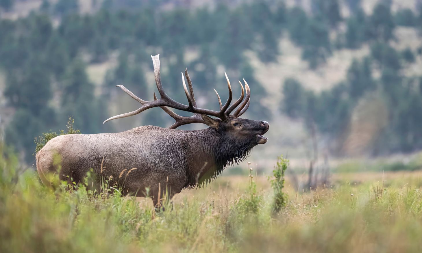 A bull elk bugles with mountains in the background.