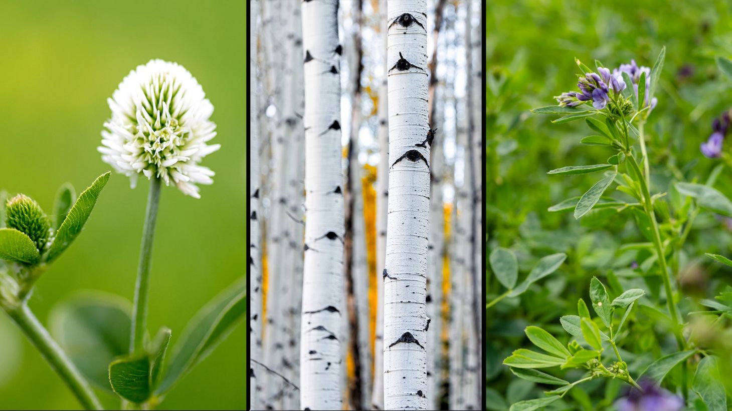 mountain clover, aspen, and alfalfaÃ¢€”the of the favorite foods elk eat
