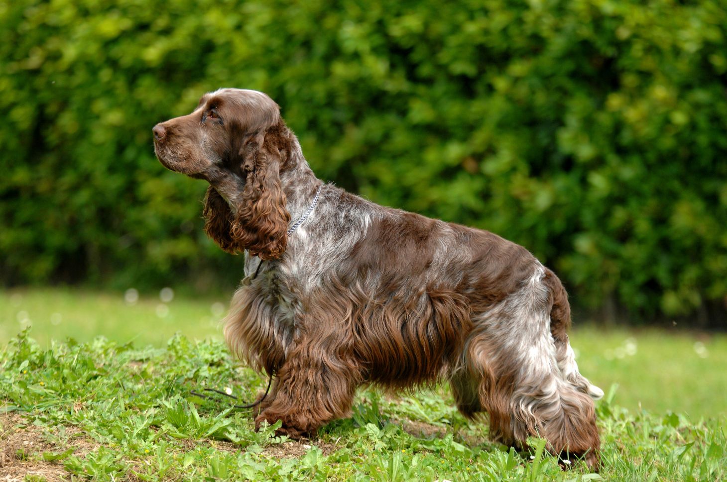 English Cocker Spaniel