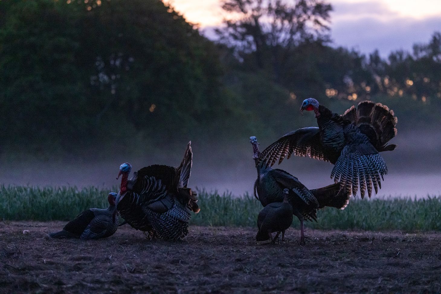 Turkeys fighting in a field