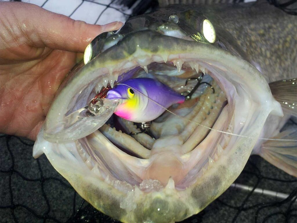 A crankbait in the mouth of a walleye. 