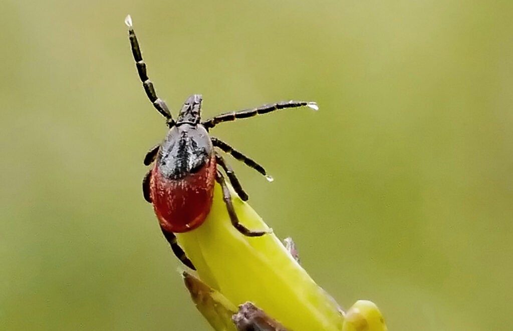 A female deer tick questing