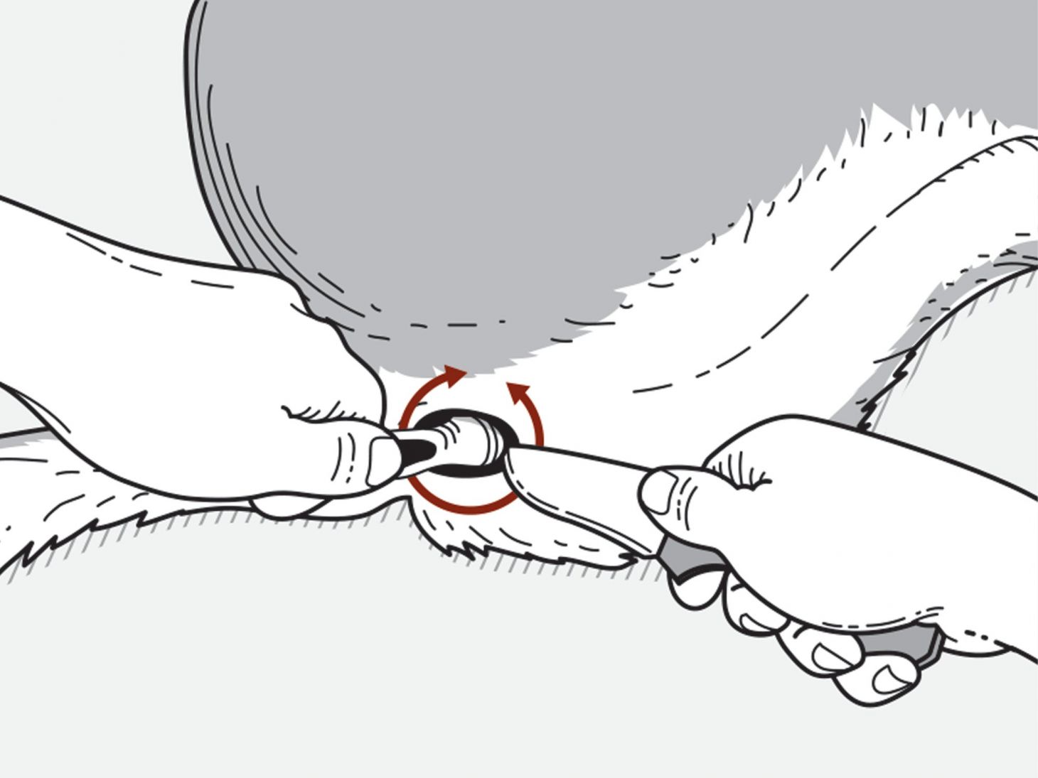 how to field dress a deer step one