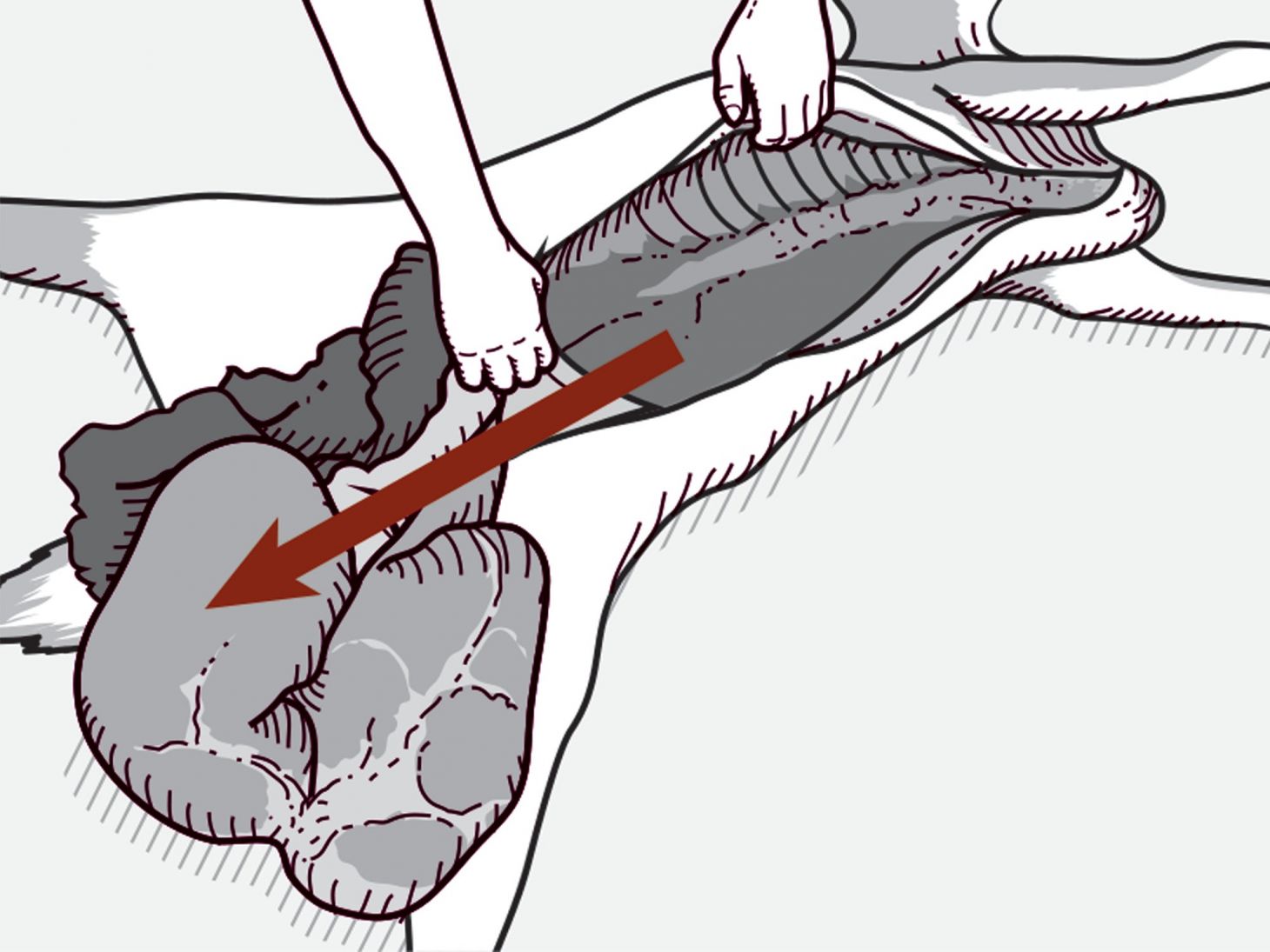 How to pull the guts out of a deer