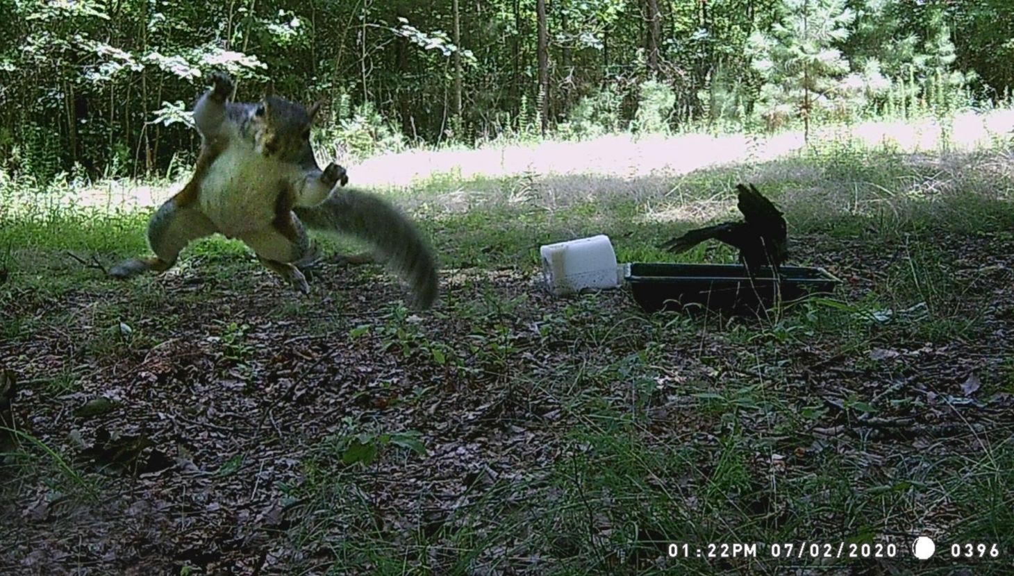 A trail camera photo of a squirrel jumping toward the camera.