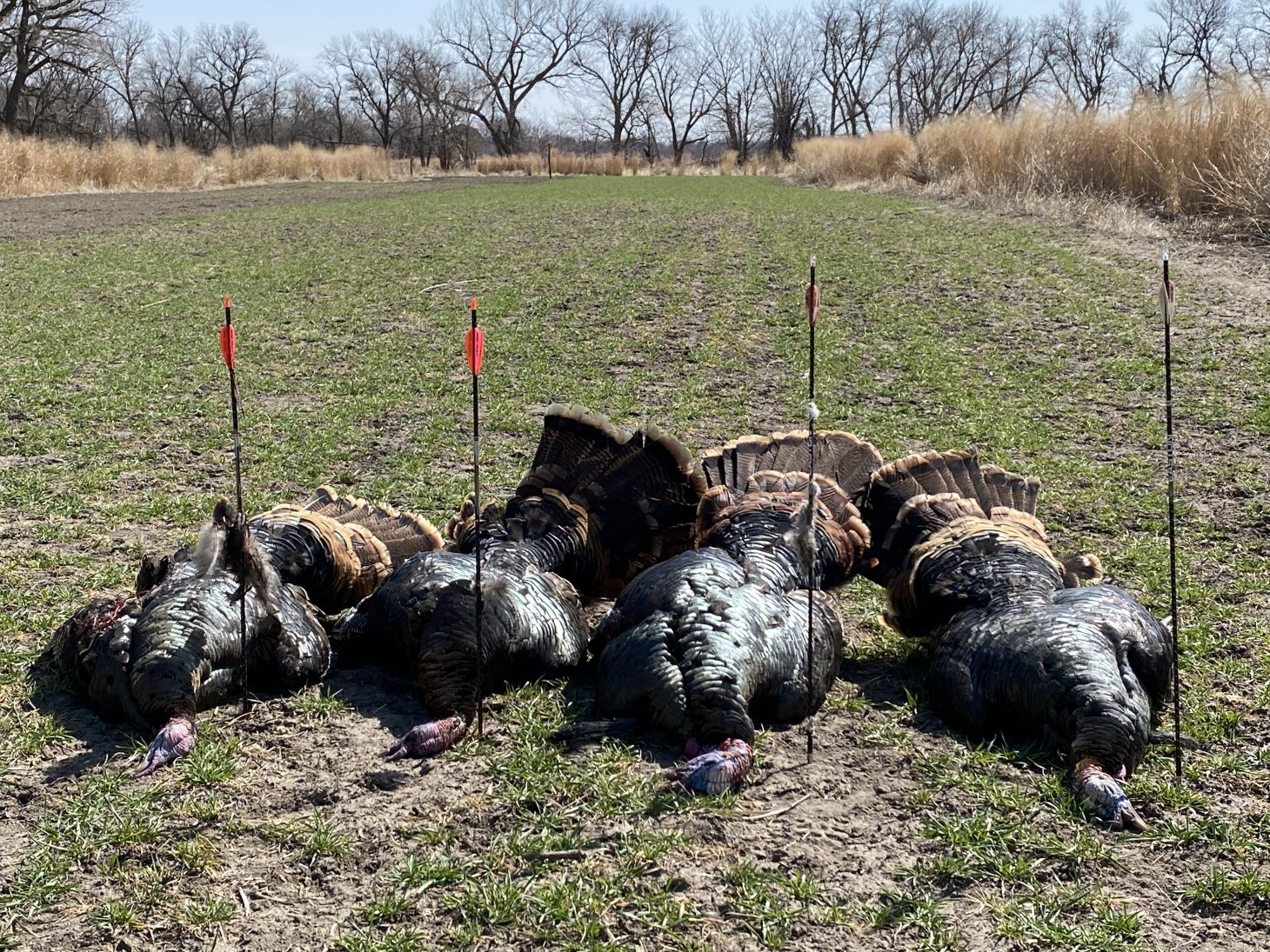 Four turkeys next to four arrows