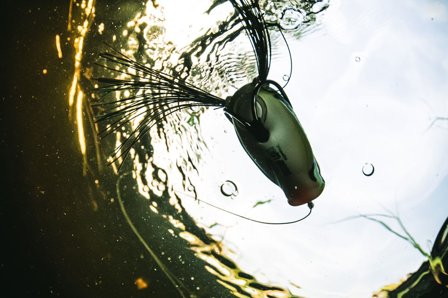 Frog bait floating in water