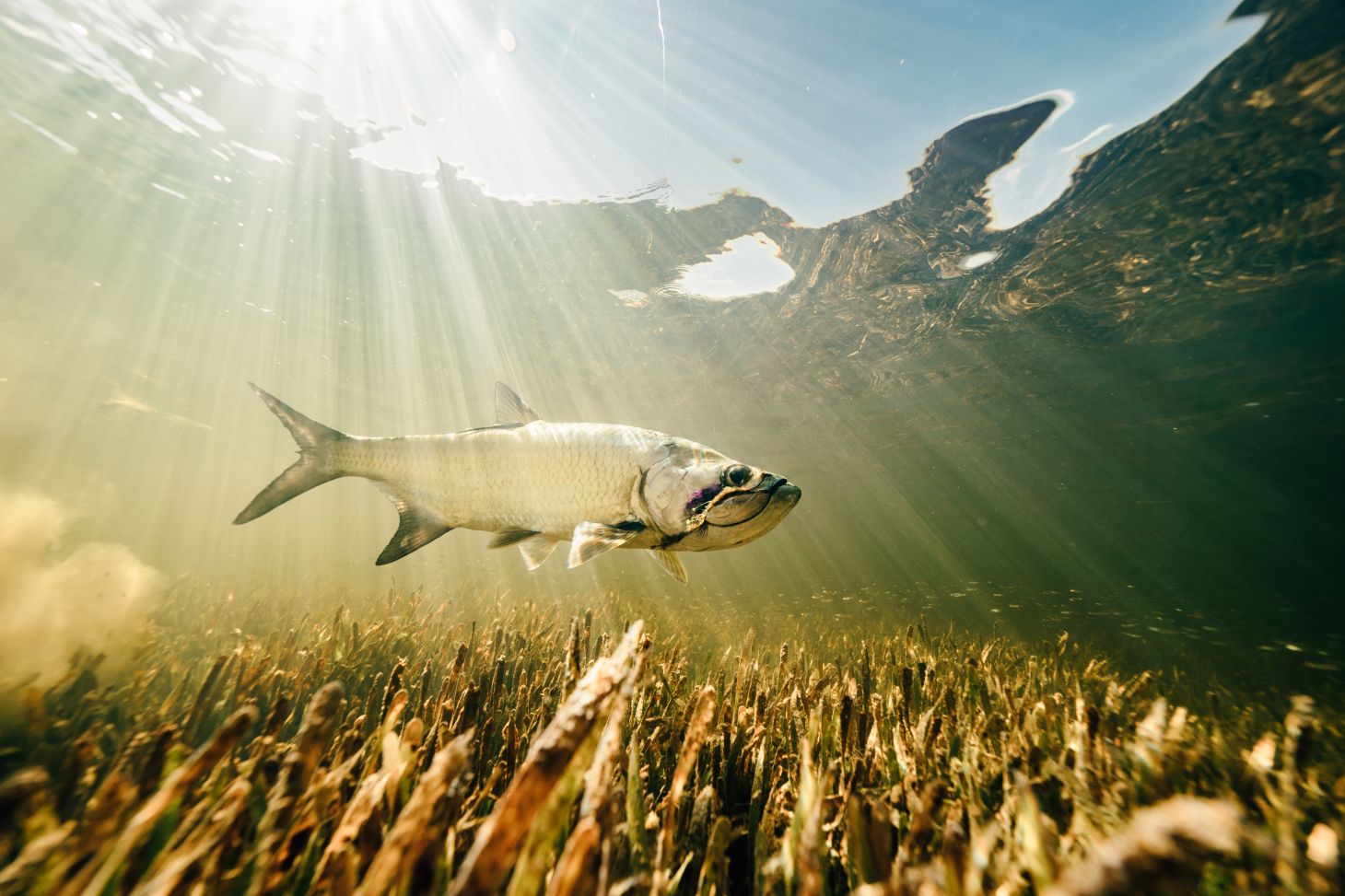 A tarpon cruises along a Florida flat in search of bait.