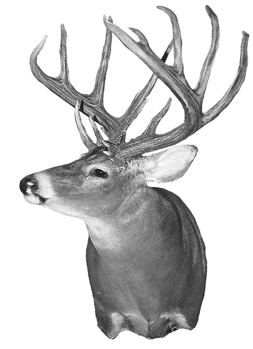 B&C record typical buck in Georgia