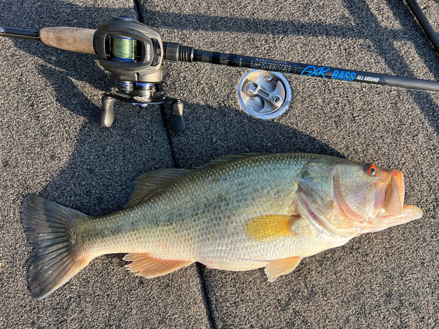 Bass next to rod