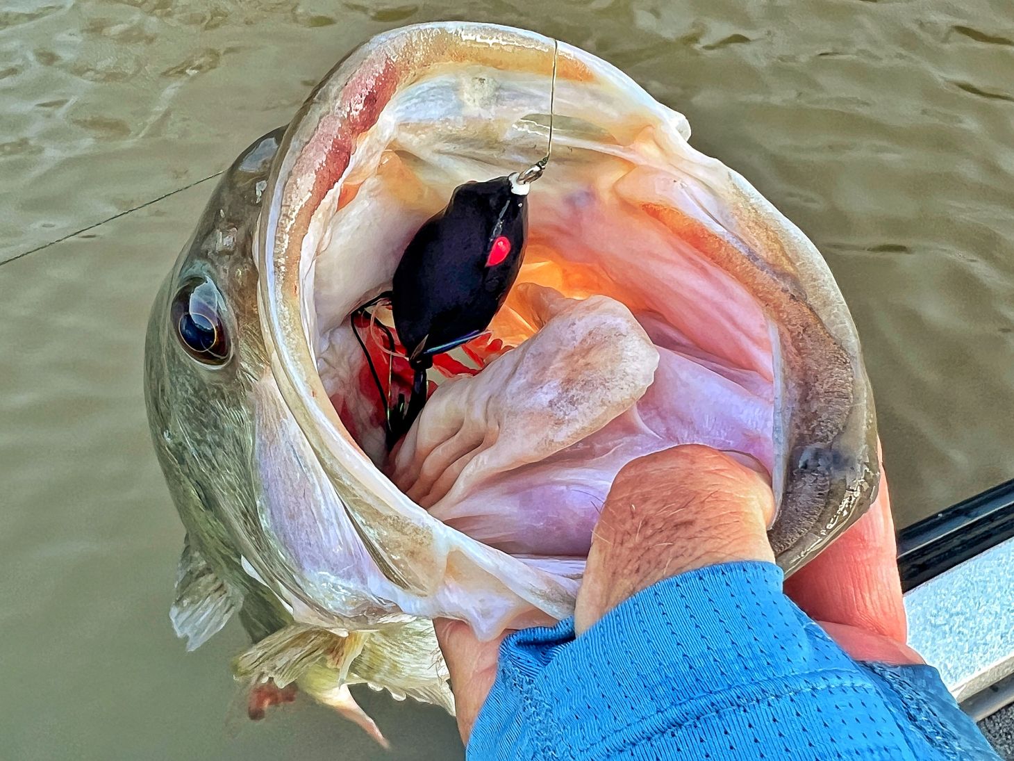 Gambler Frog in bass' mouth
