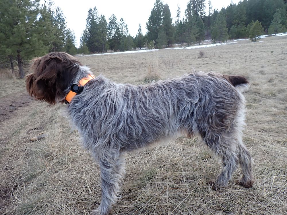 Hunting dog wearing orange Garmin Alpha 300i TT 25 GPS collar