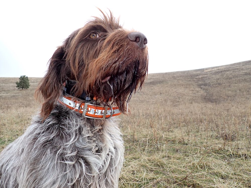 Hunting dog wearing Garmin Alpha LTE Training Collar