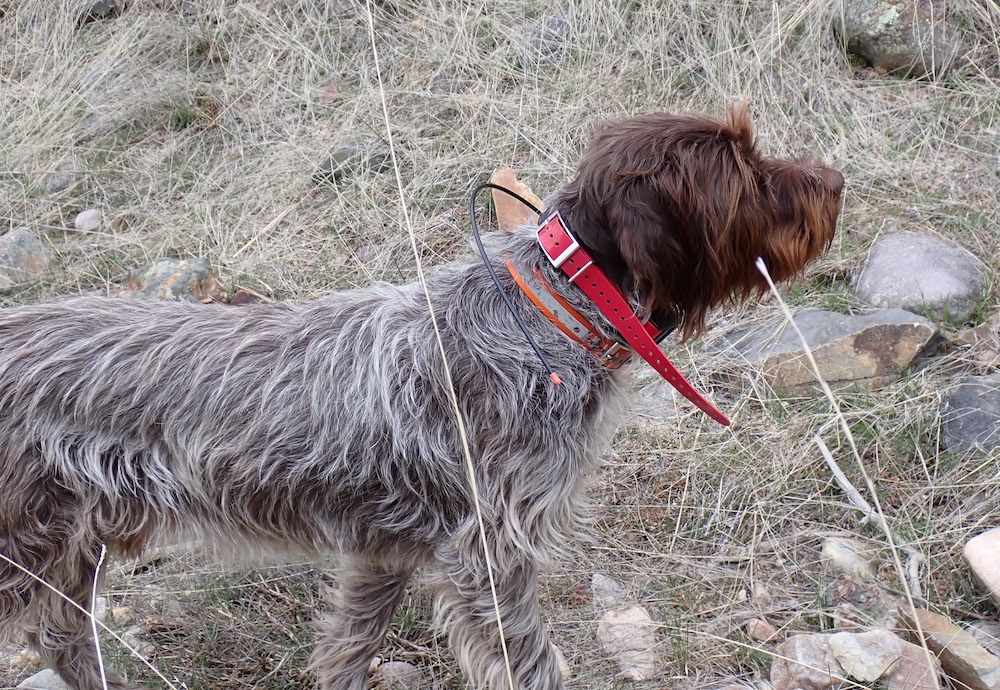 Garmin Pro 550 Plus Collar on hunting dog during testing