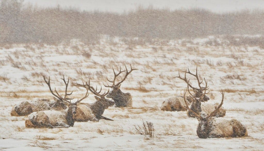 Wild Elk in Rocky Mountain National Park outside of Estes Park, Colorado USA. 