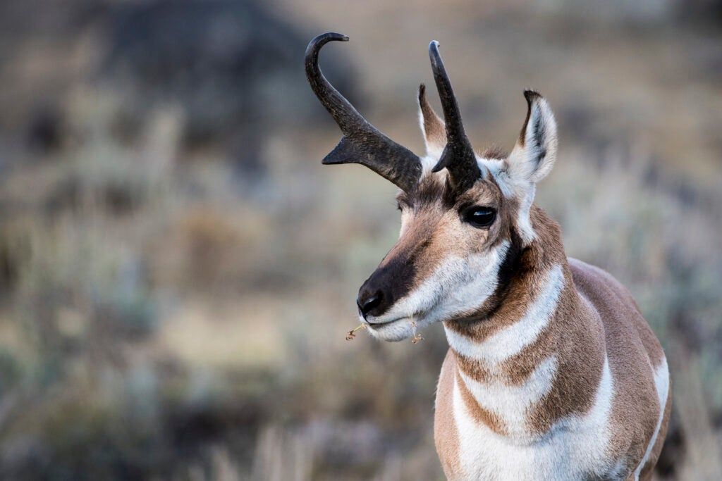 Pronghorn buck. 